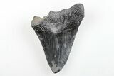 Bargain, Fossil Megalodon Tooth - South Carolina #196040-1